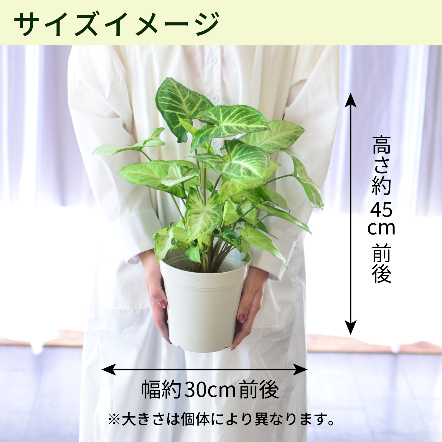 サイズ