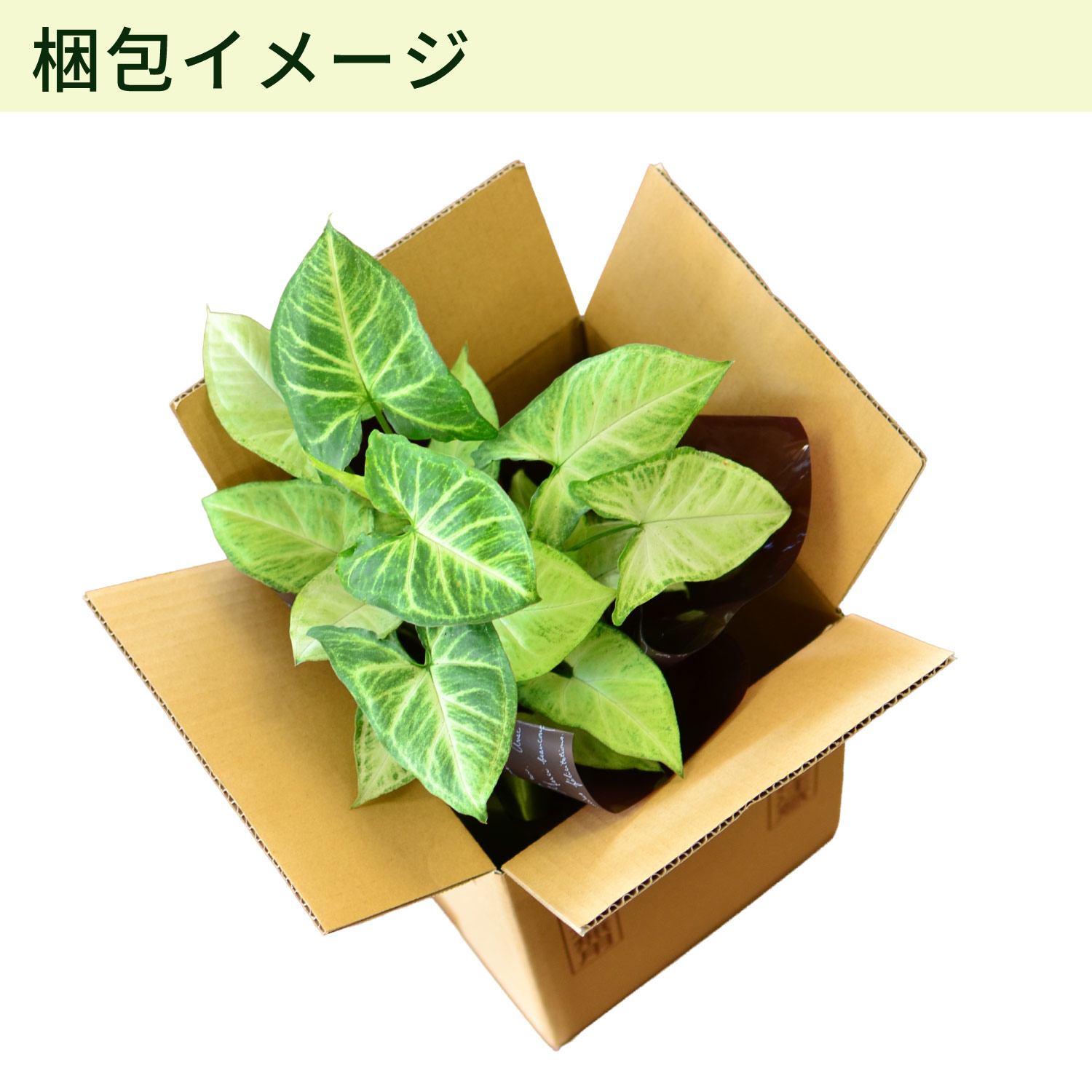 梱包イメージ