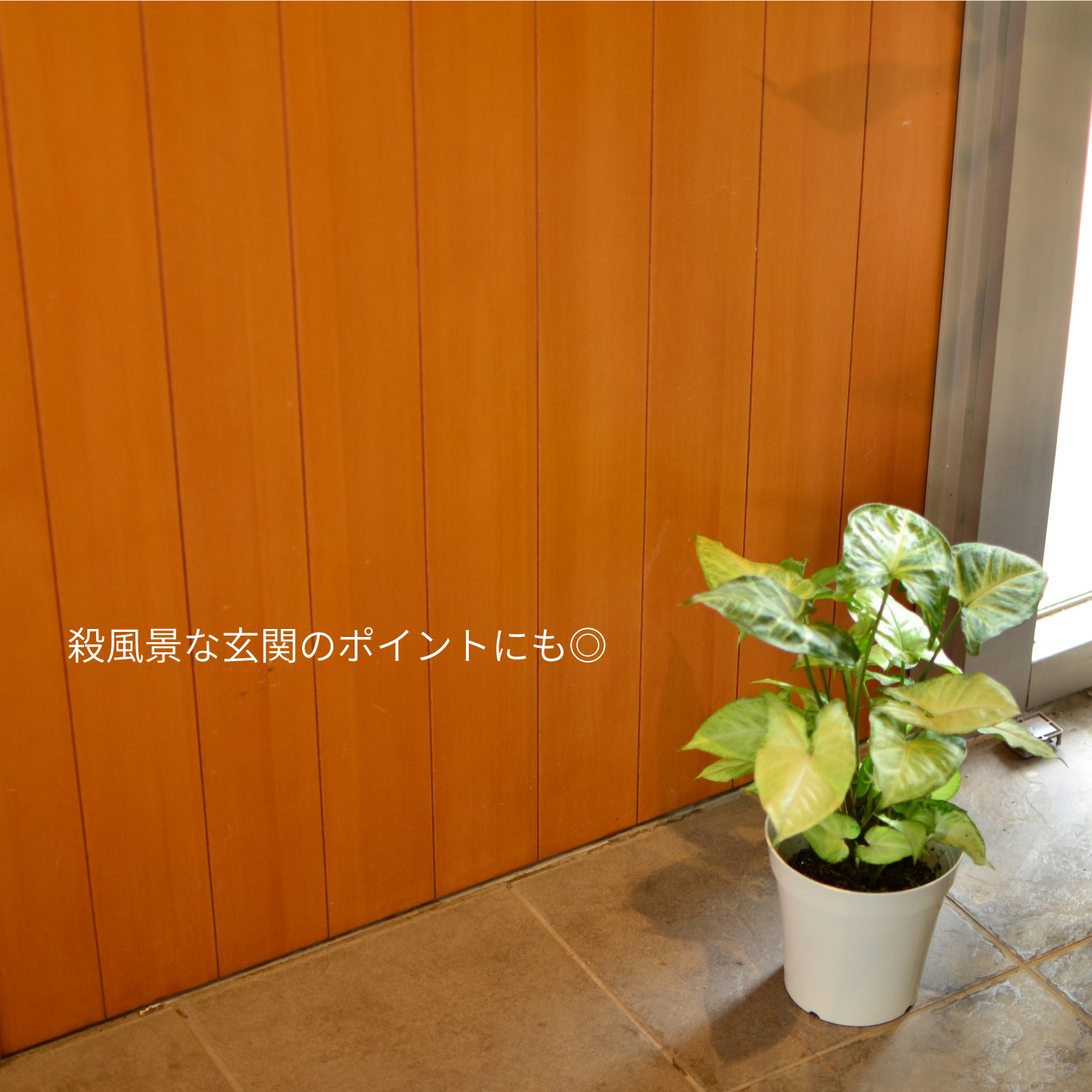 シンゴニウム5号鉢イメージ