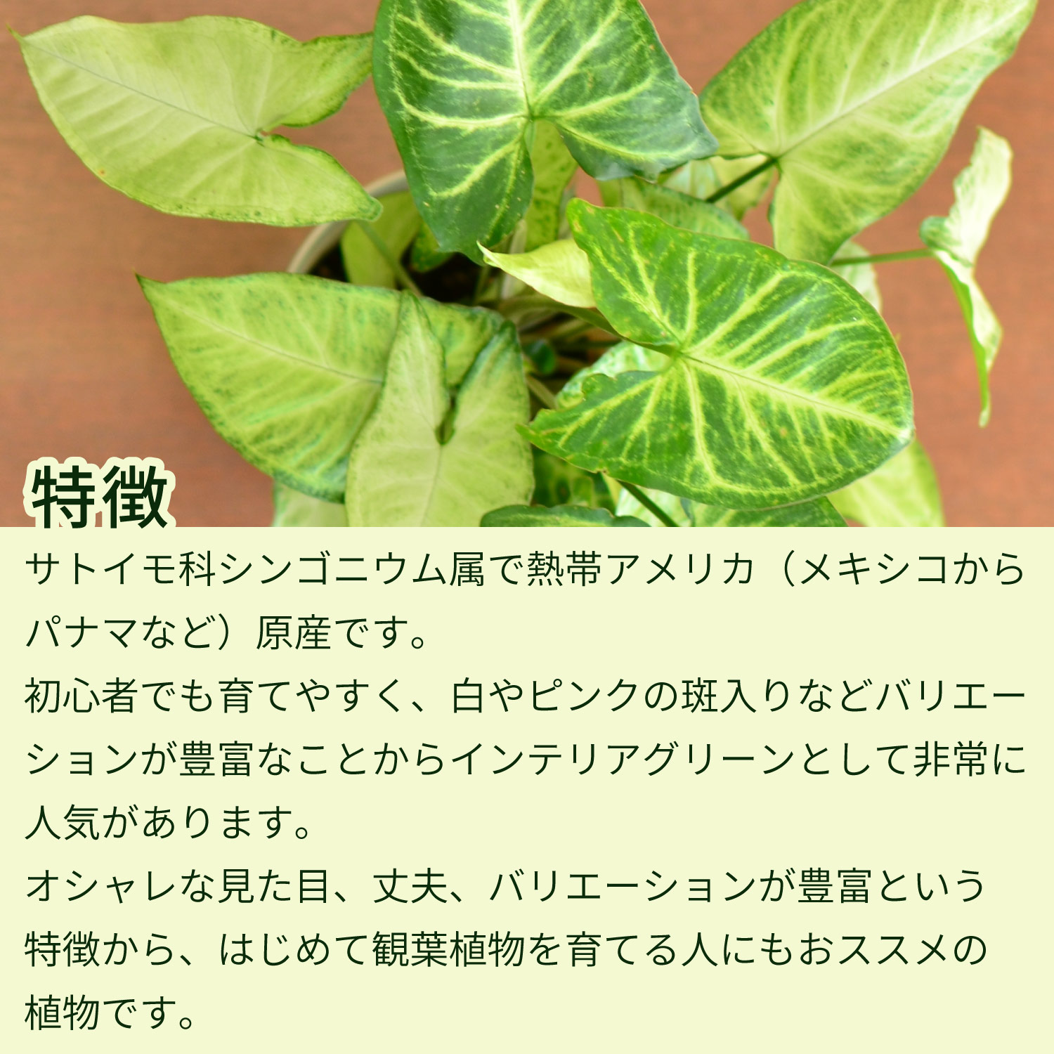特徴