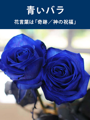 青いバラ ブルーローズ