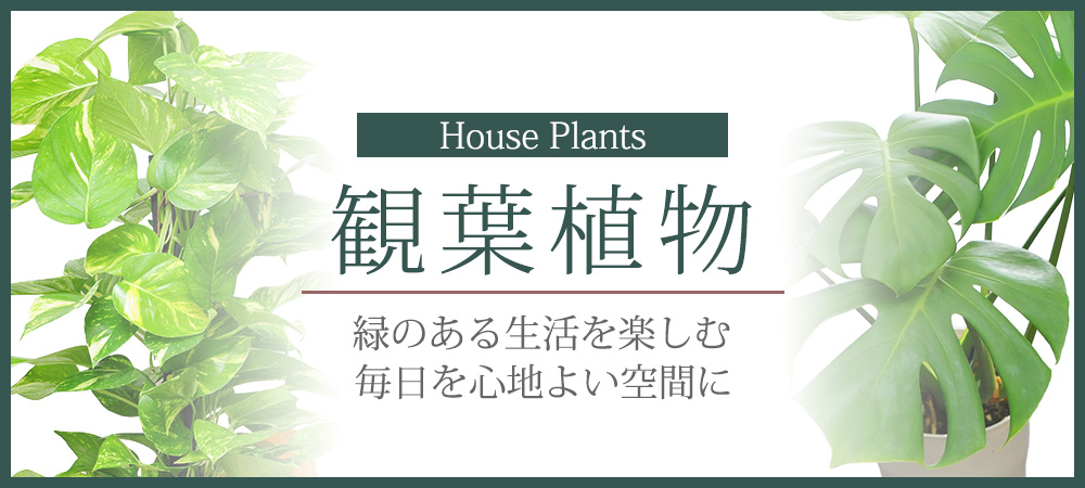 観葉植物