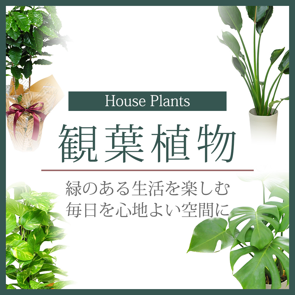 観葉植物