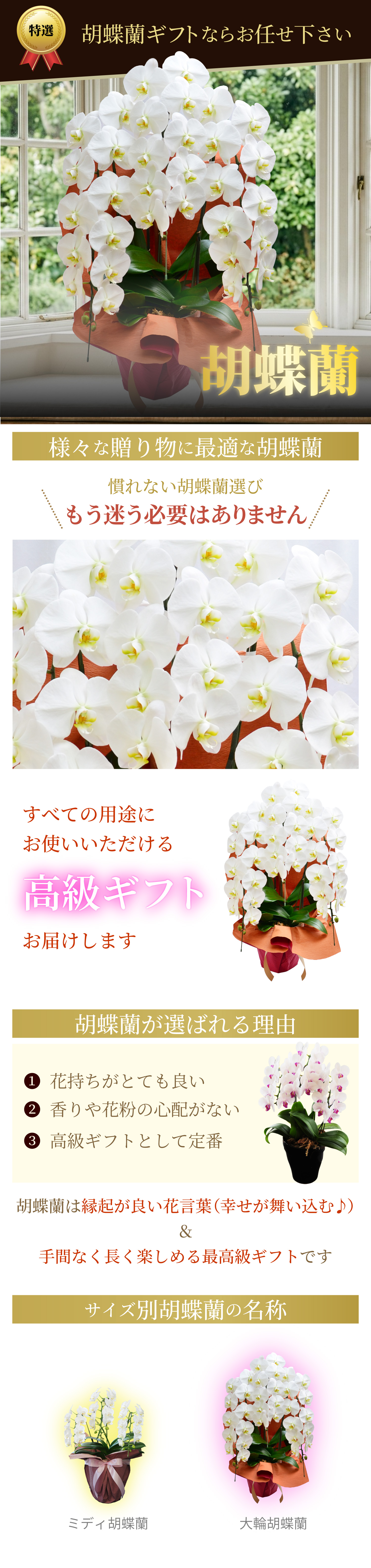 胡蝶蘭