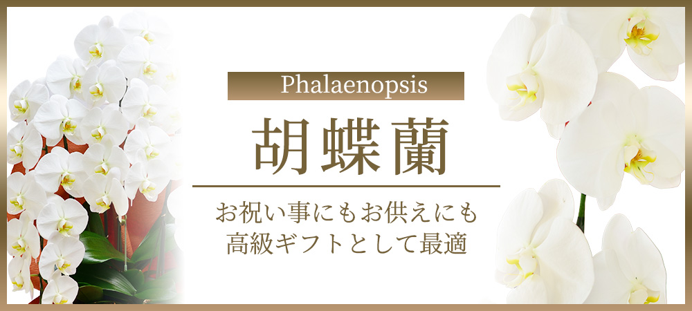 胡蝶蘭