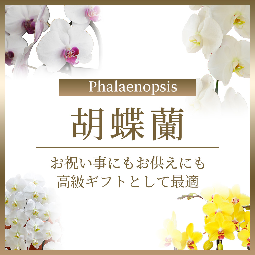 胡蝶蘭