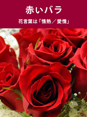 赤いバラ