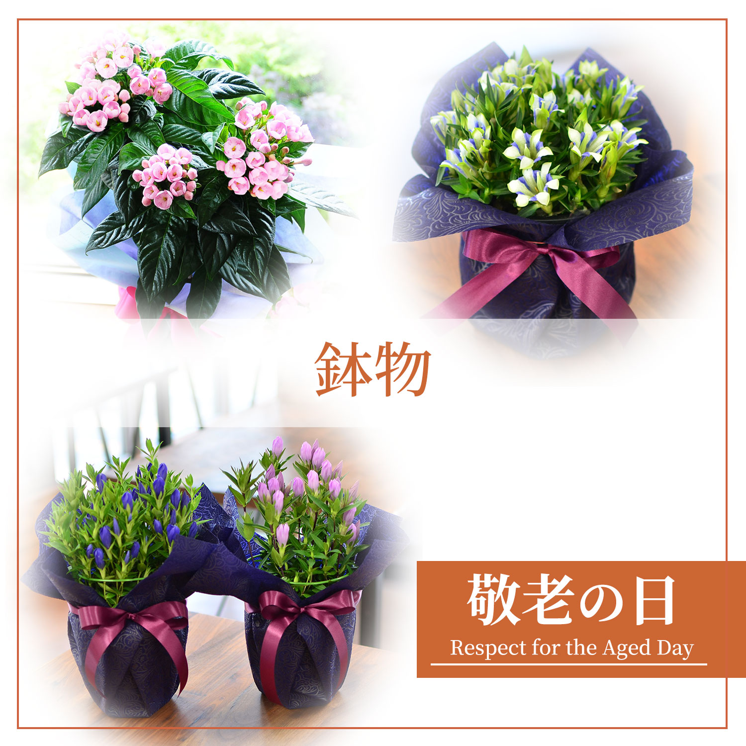 敬老の日鉢物