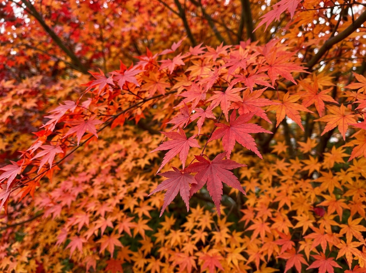 10月3日の誕生花 カエデ