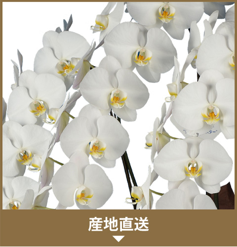 産直胡蝶蘭