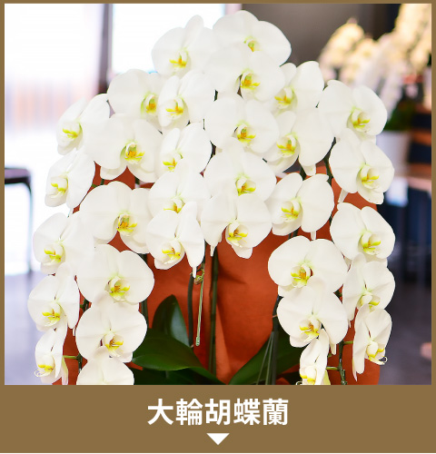 大輪胡蝶蘭