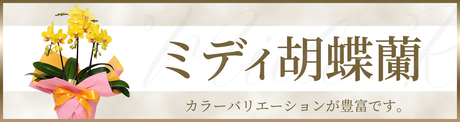 ミディ胡蝶蘭