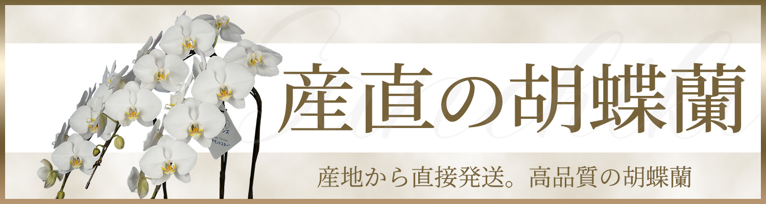 産直胡蝶蘭