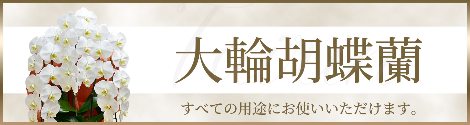 大輪胡蝶蘭