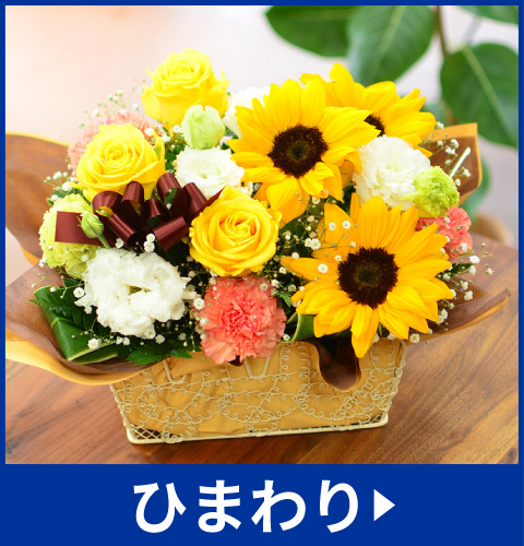 ひまわり