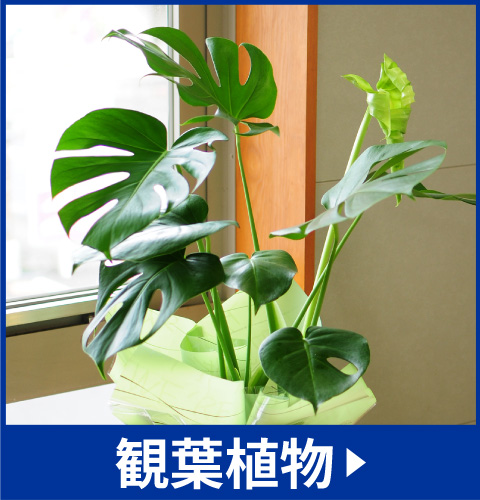 観葉植物