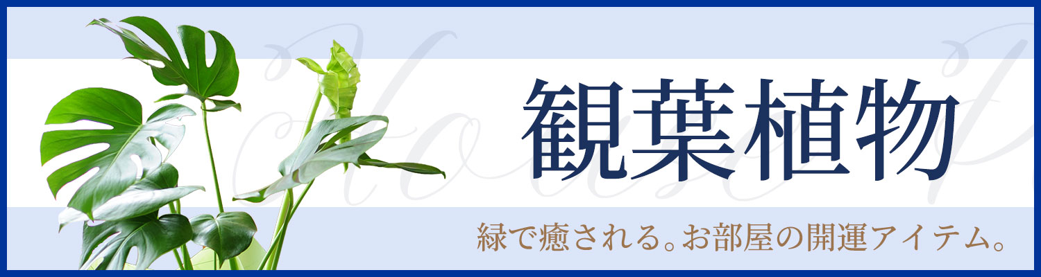 観葉植物