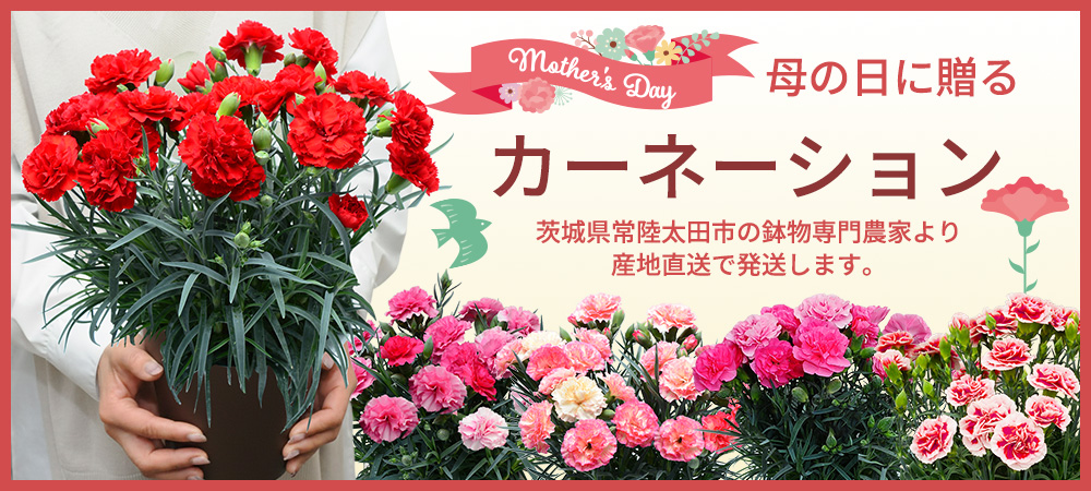 カーネーション