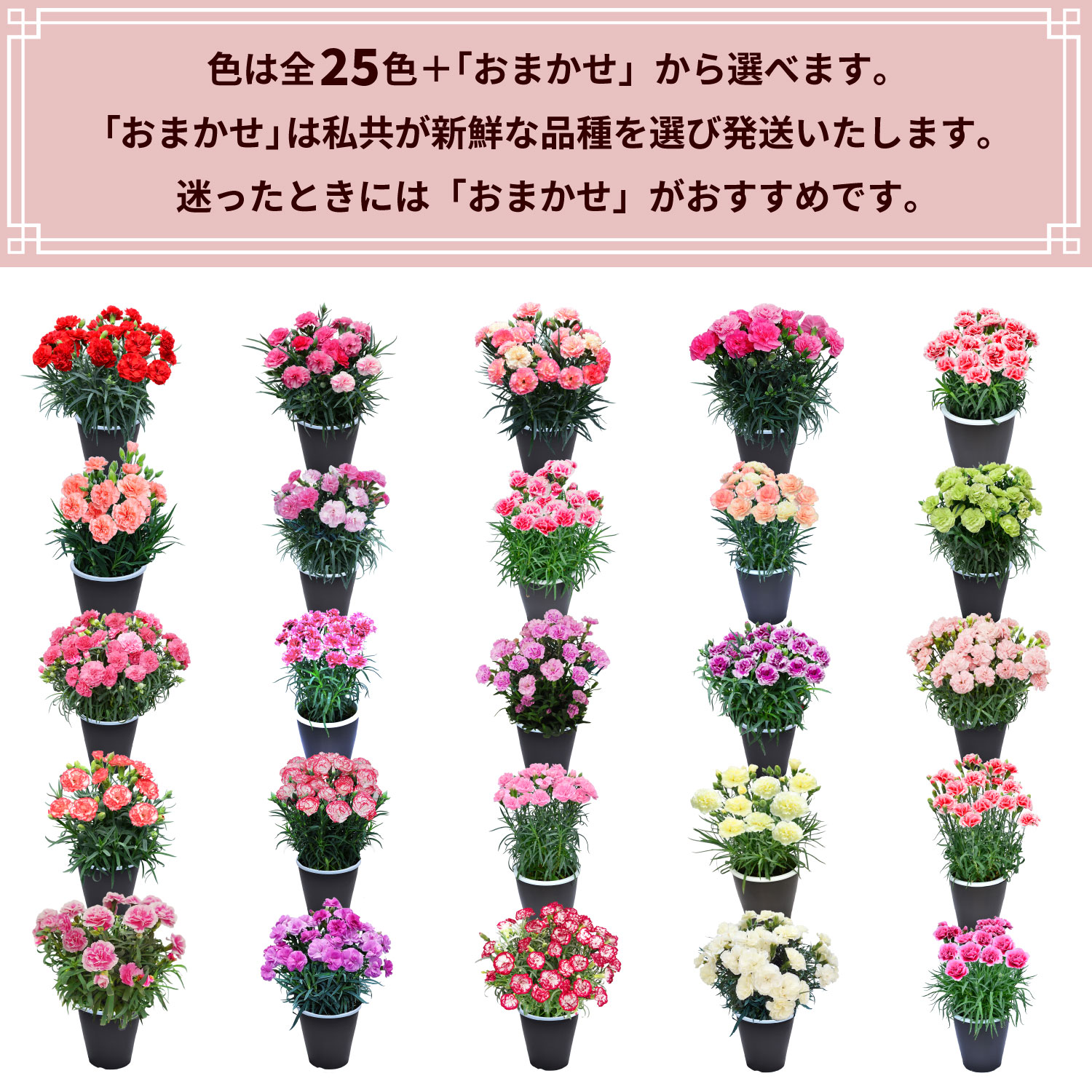 母の日カーネーションスタンダード25色