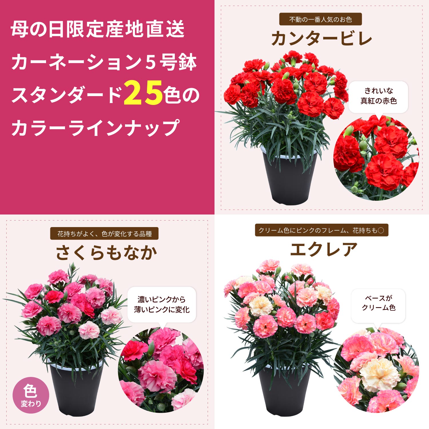 母の日カーネーションスタンダード25色カラーラインナップ
