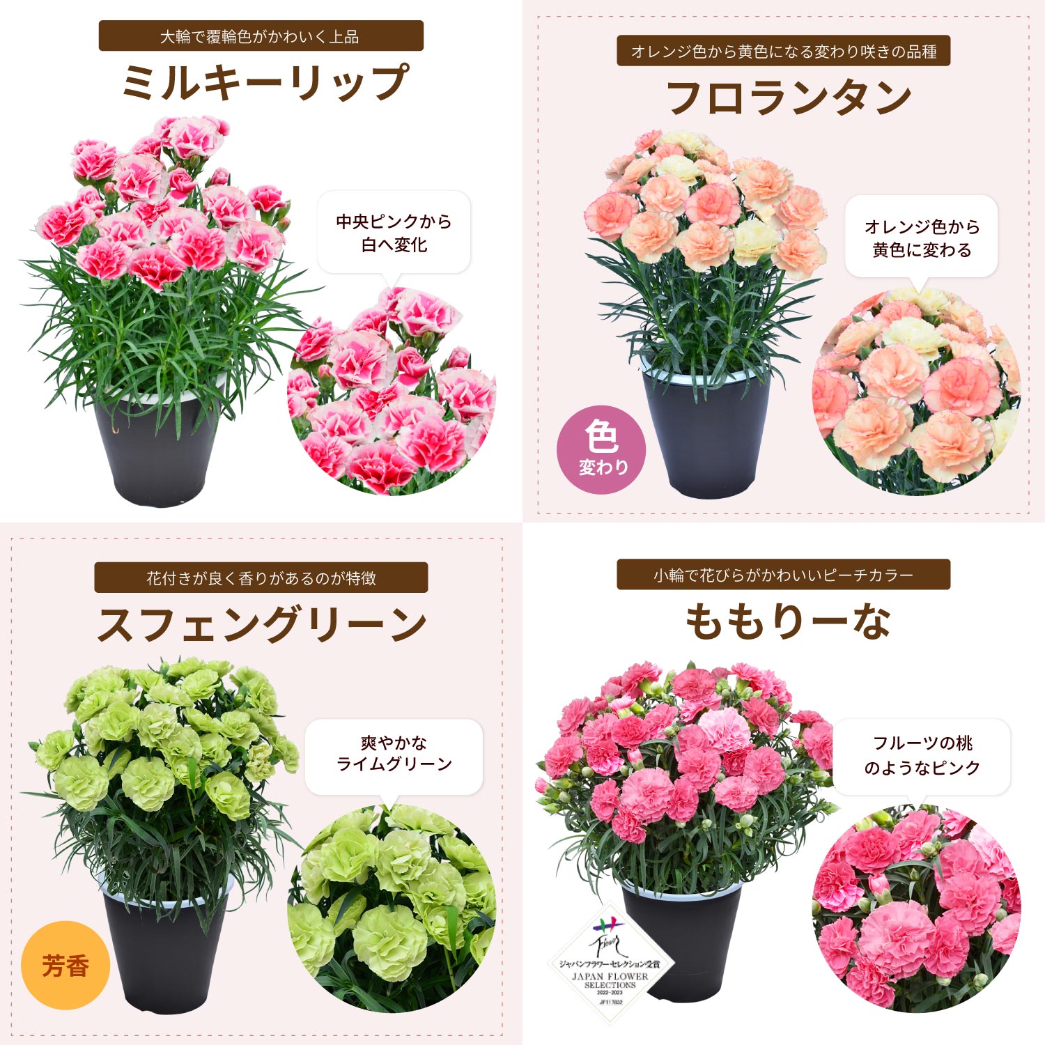 母の日カーネーションスタンダード25色カラーラインナップ