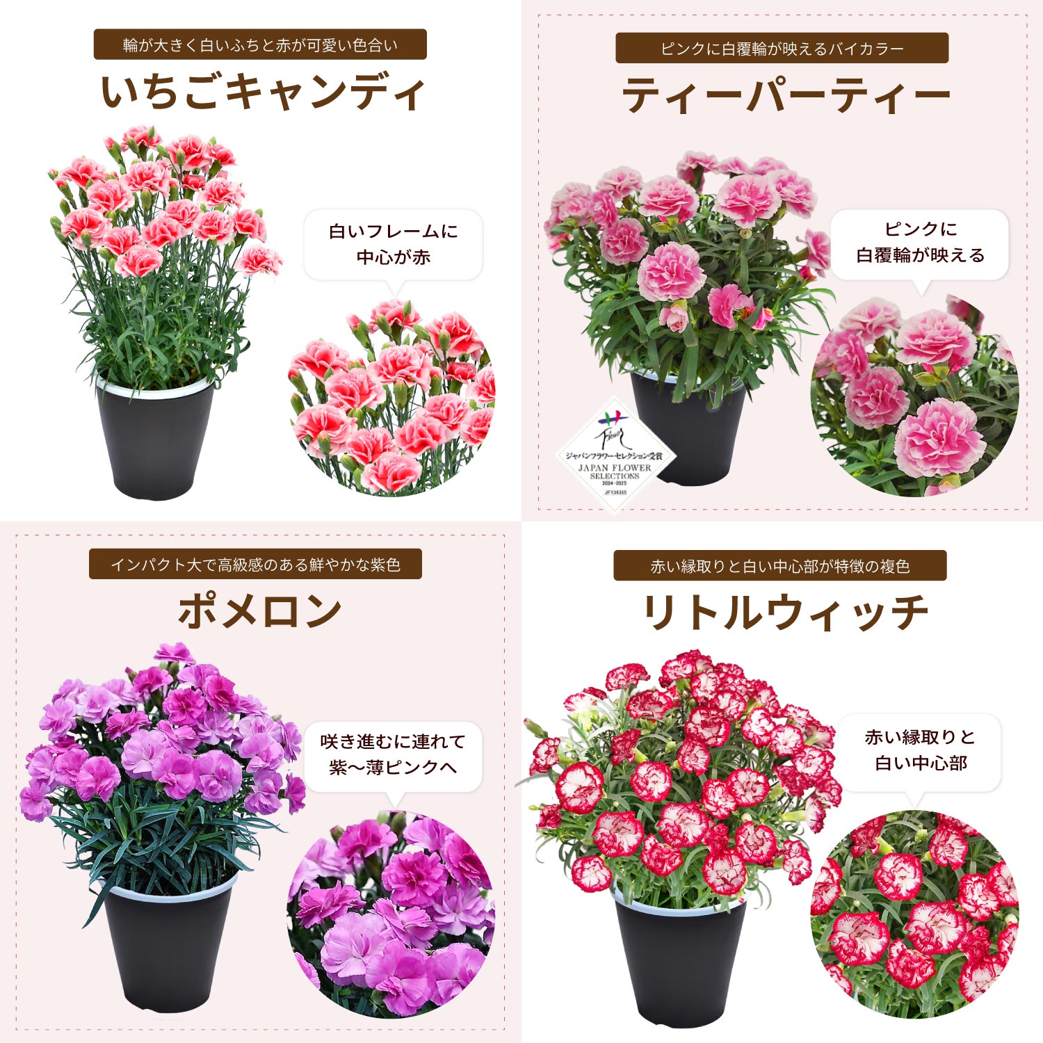 母の日カーネーションスタンダード25色カラーラインナップ