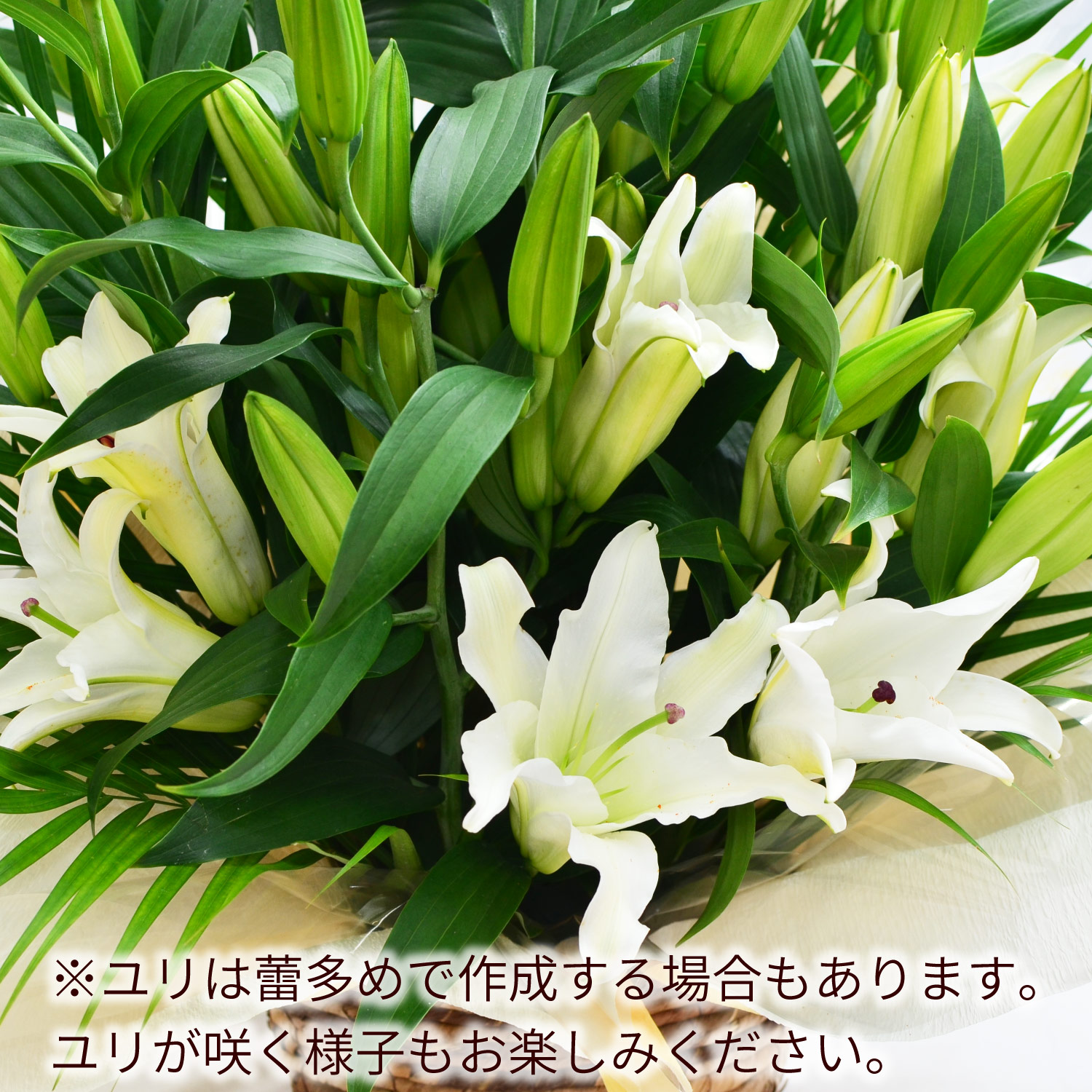蕾が多い状態でお届け