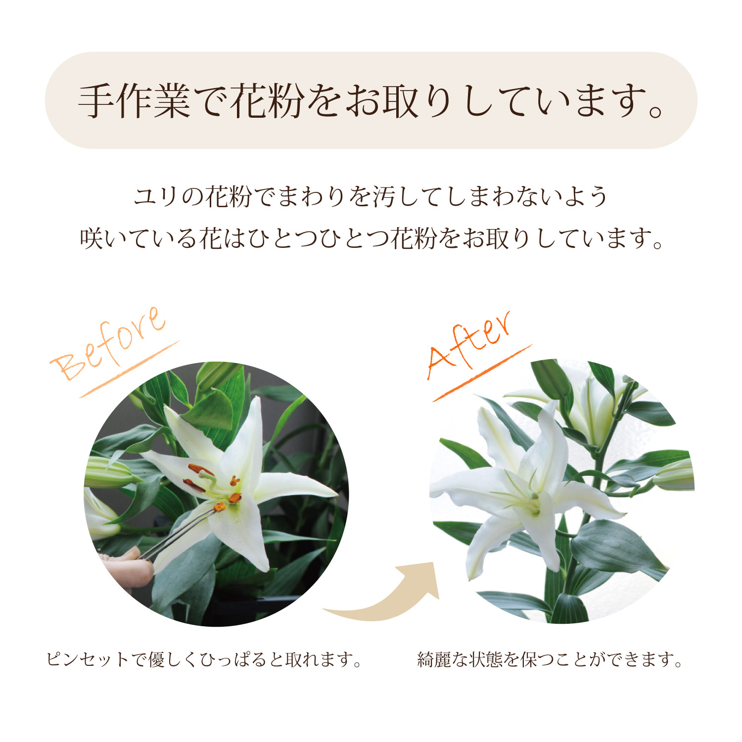 手作業で花粉をお取りしています。