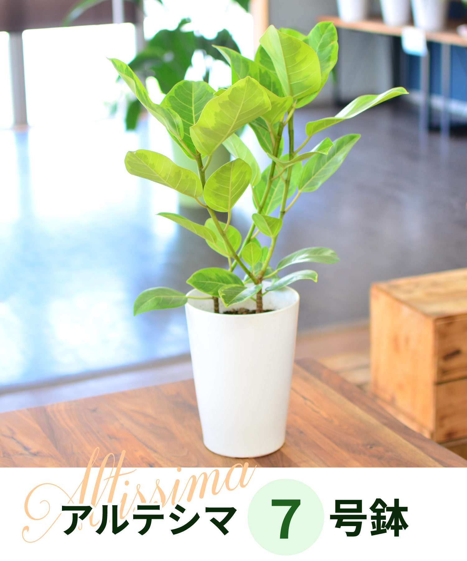 アルテシマ7号鉢