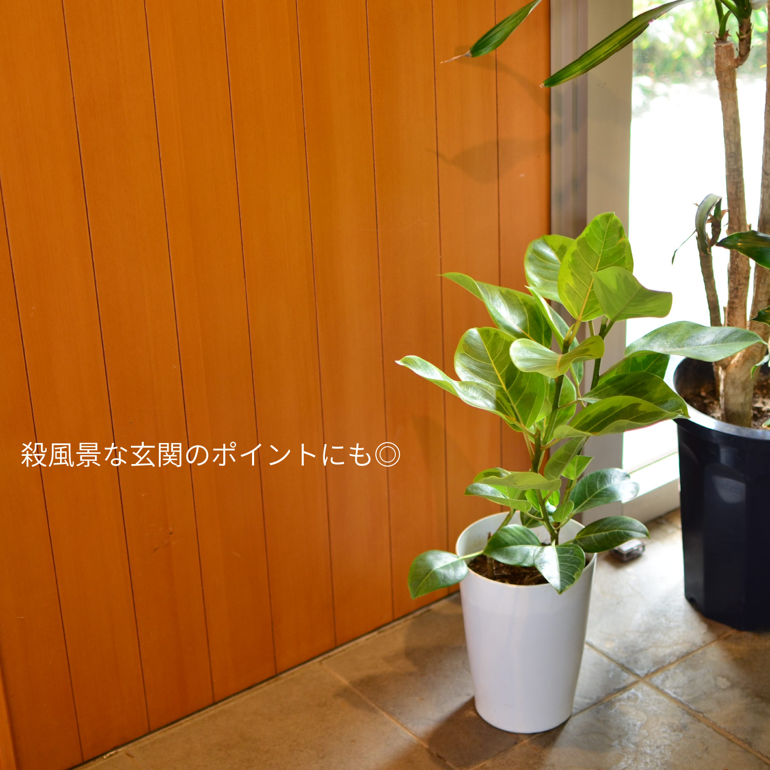 アルテシマ7号鉢イメージ