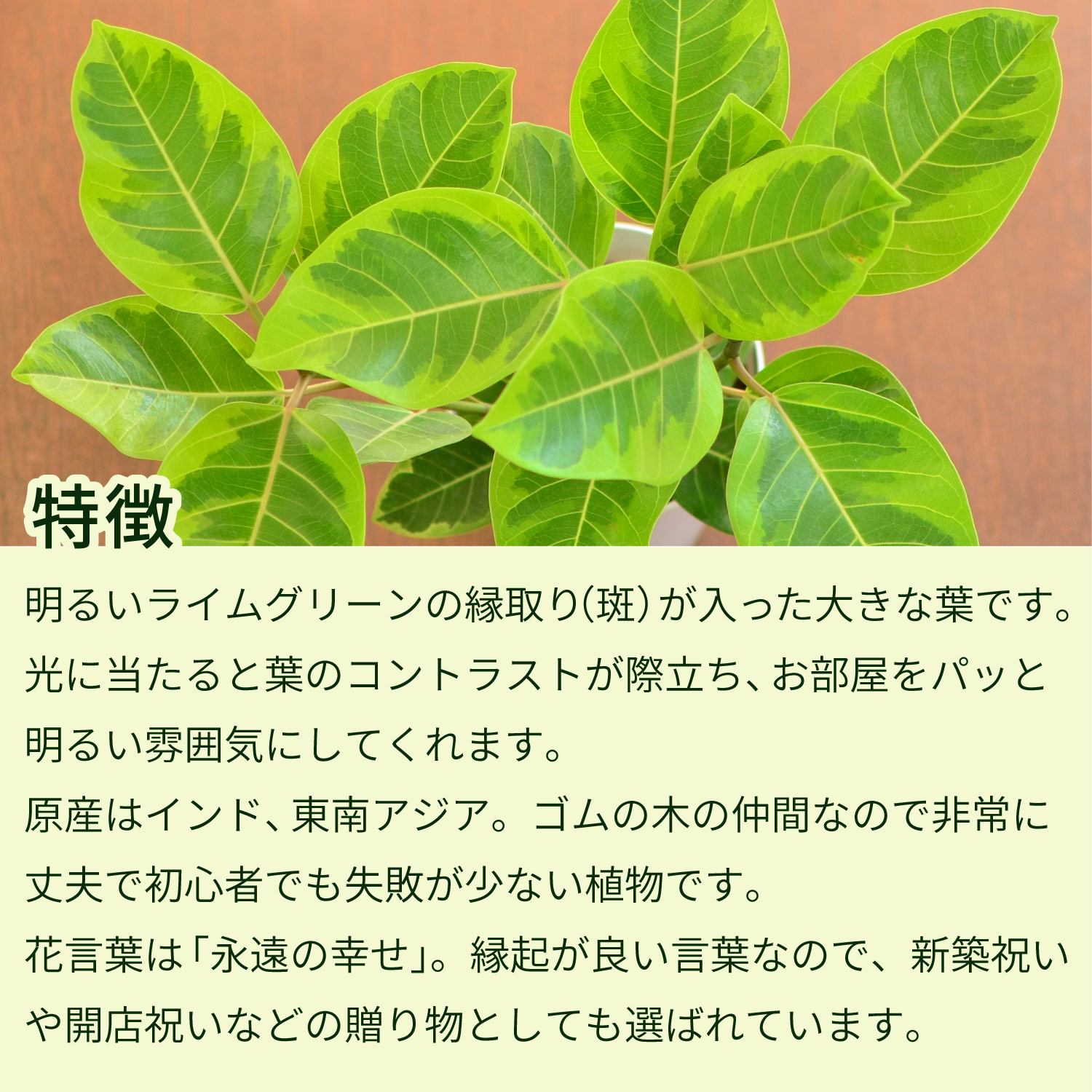 特徴