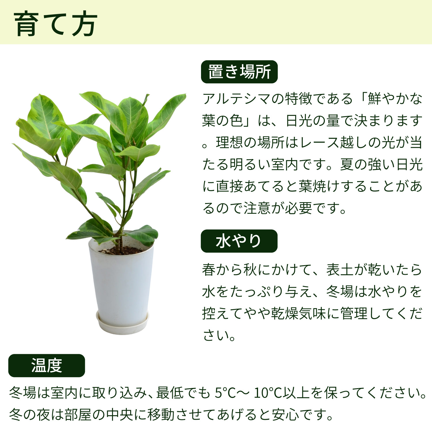 育て方
