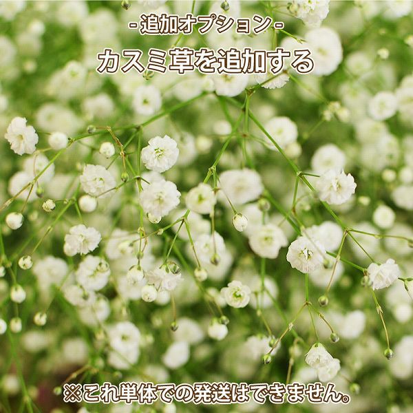 追加オプション】 カスミ草（かすみ草） 花束などへの追加用 これ単体