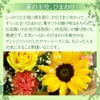 サマーシーズン Mサイズ