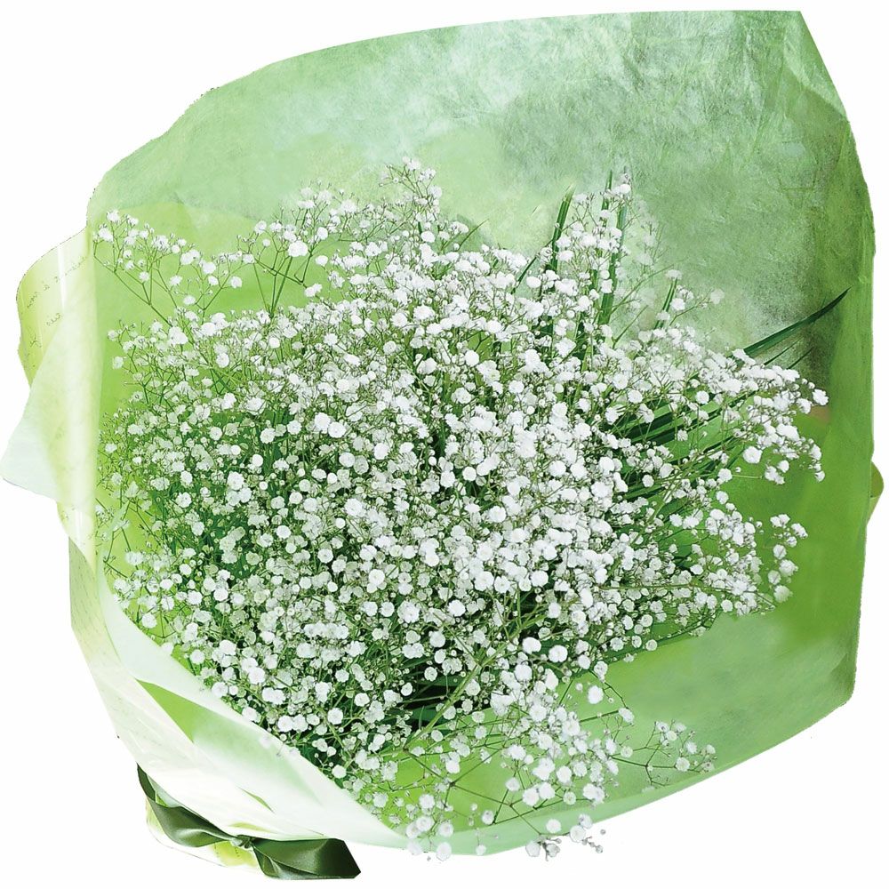 カスミ草(かすみ草・カスミソウ・霞草) | 花工房エーデルワイス