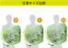 サイズ選べます カスミ草の花束