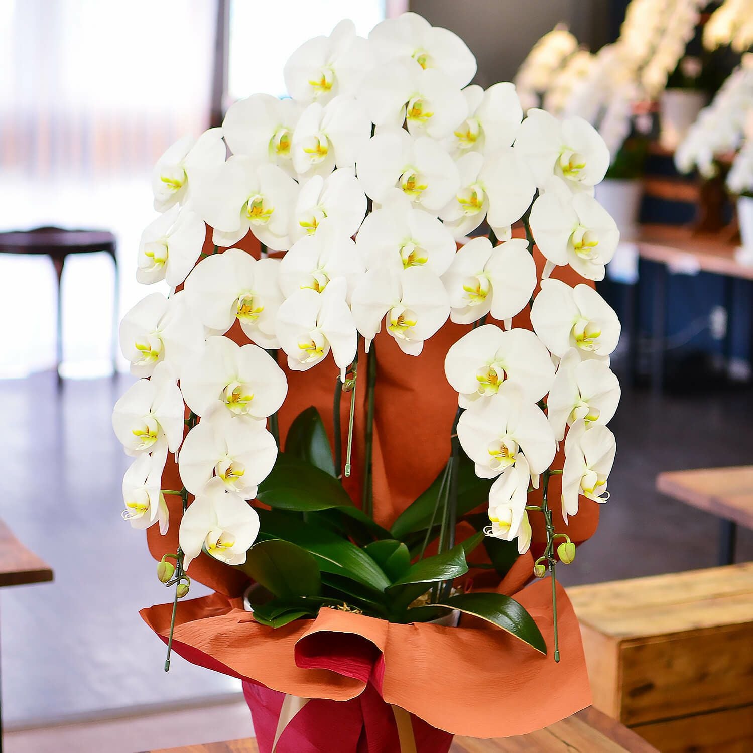 胡蝶蘭 3本立ち 白 2Lサイズ | 花工房エーデルワイス
