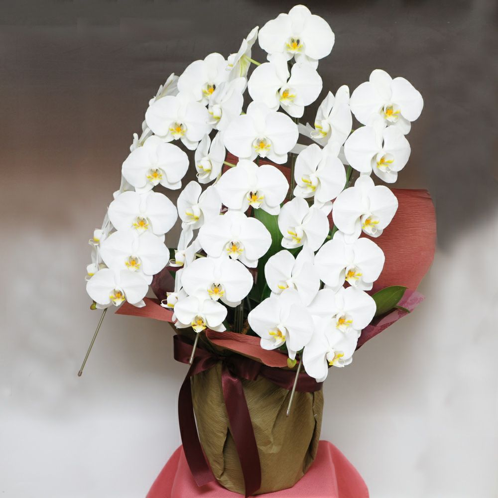 �Ӓ��� 3�{���� �� 3L�T�C�Y
