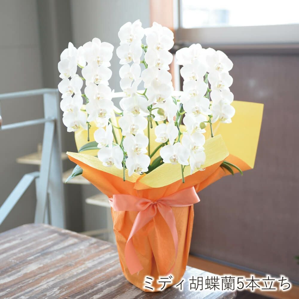 ミディ胡蝶蘭 アマビリス 5本立ち | 花工房エーデルワイス