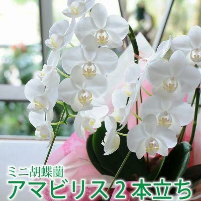 ミディ胡蝶蘭 ゴールデンマンボ 3本立 | 花工房エーデルワイス