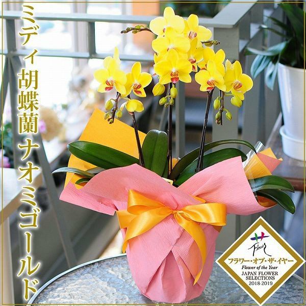 ミディ胡蝶蘭 ゴールデンマンボ 3本立 | 花工房エーデルワイス