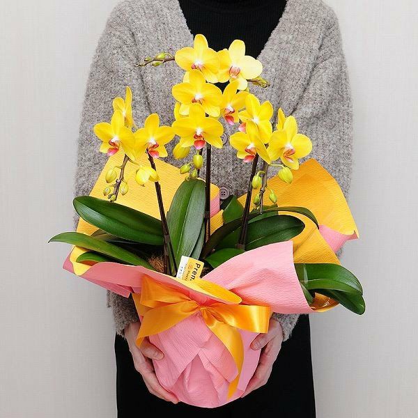 ミディ胡蝶蘭 ナオミゴールド 3本立 | 花工房エーデルワイス