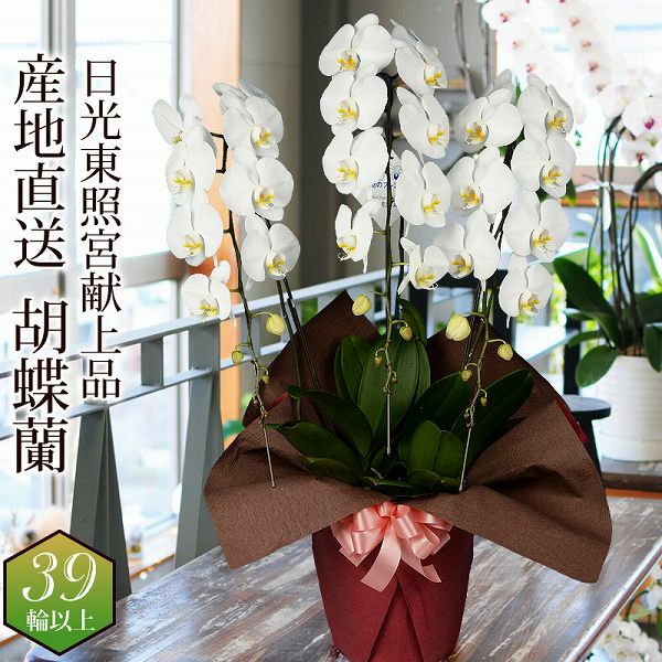 ���̃t�����Y �Ӓ��� 3�{�� 39�ֈȏ� 8���� �Y�n����
