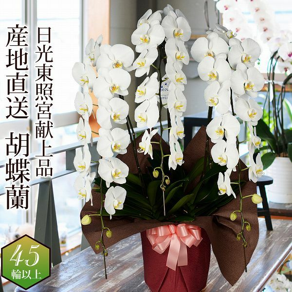 ���̃t�����Y �Ӓ��� 3�{�� 45�ֈȏ� 8���� �Y�n����