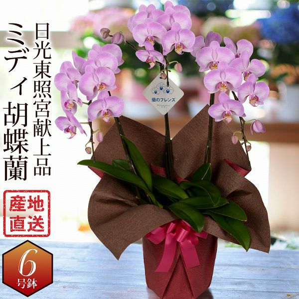 蘭の花 特大 蘭のフレンズ ミディー胡蝶蘭 3本立 6号鉢 産地直送 | 花工房