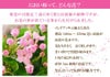 におい桜 5号鉢/敬老の日 花 鉢花/フラワーギフト