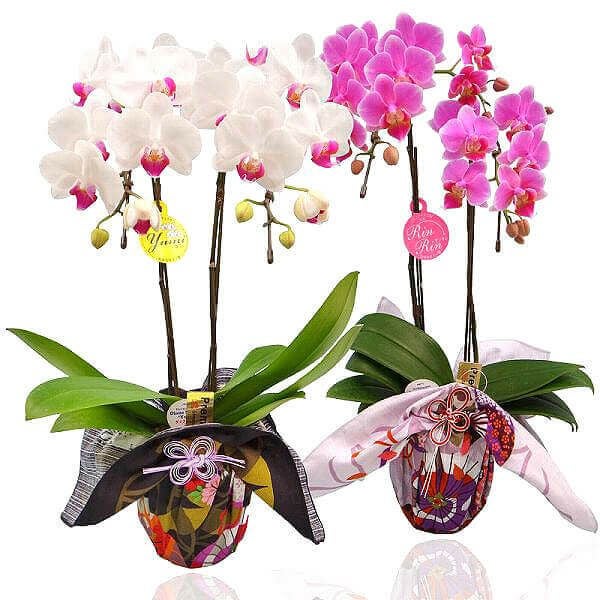 ミディ胡蝶蘭 ゴールデンマンボ 3本立 | 花工房エーデルワイス