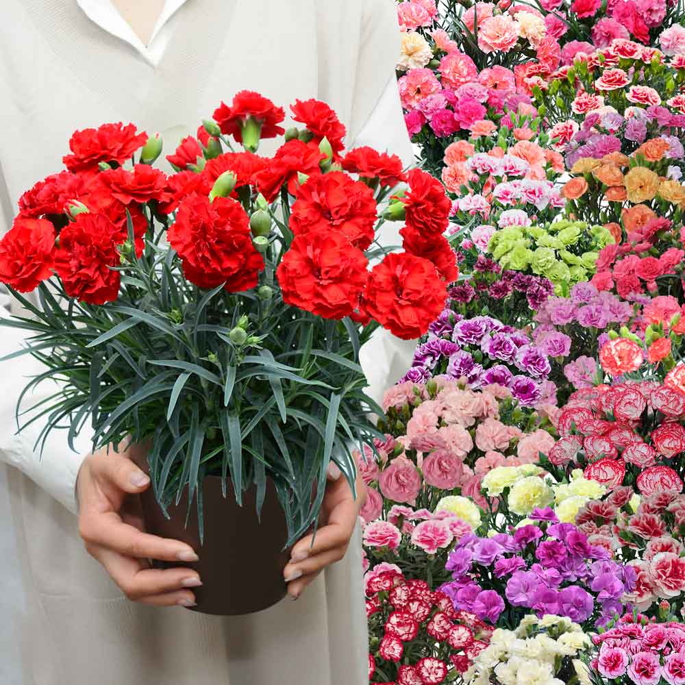 カーネーションスタンダード25色