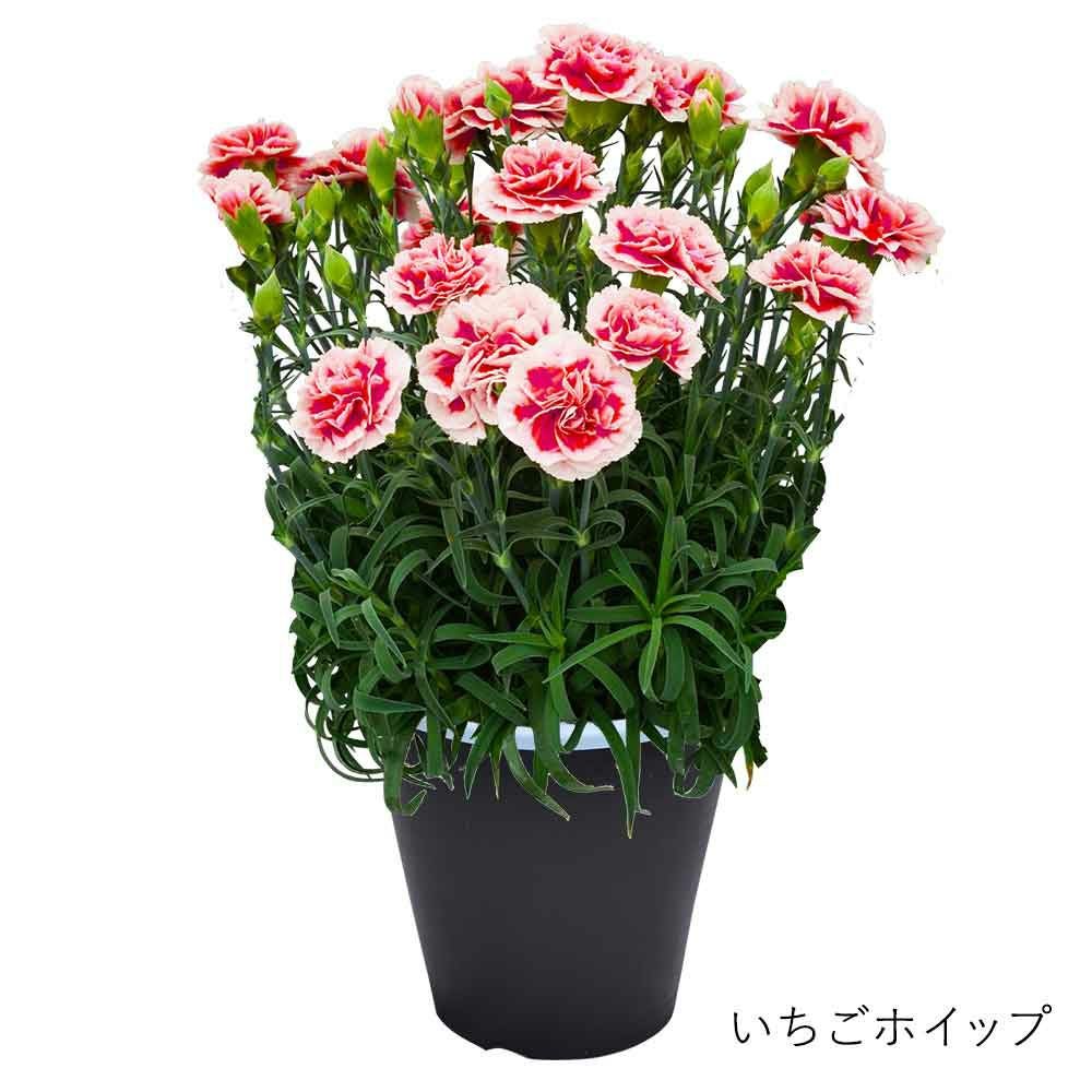 いちごホイップ