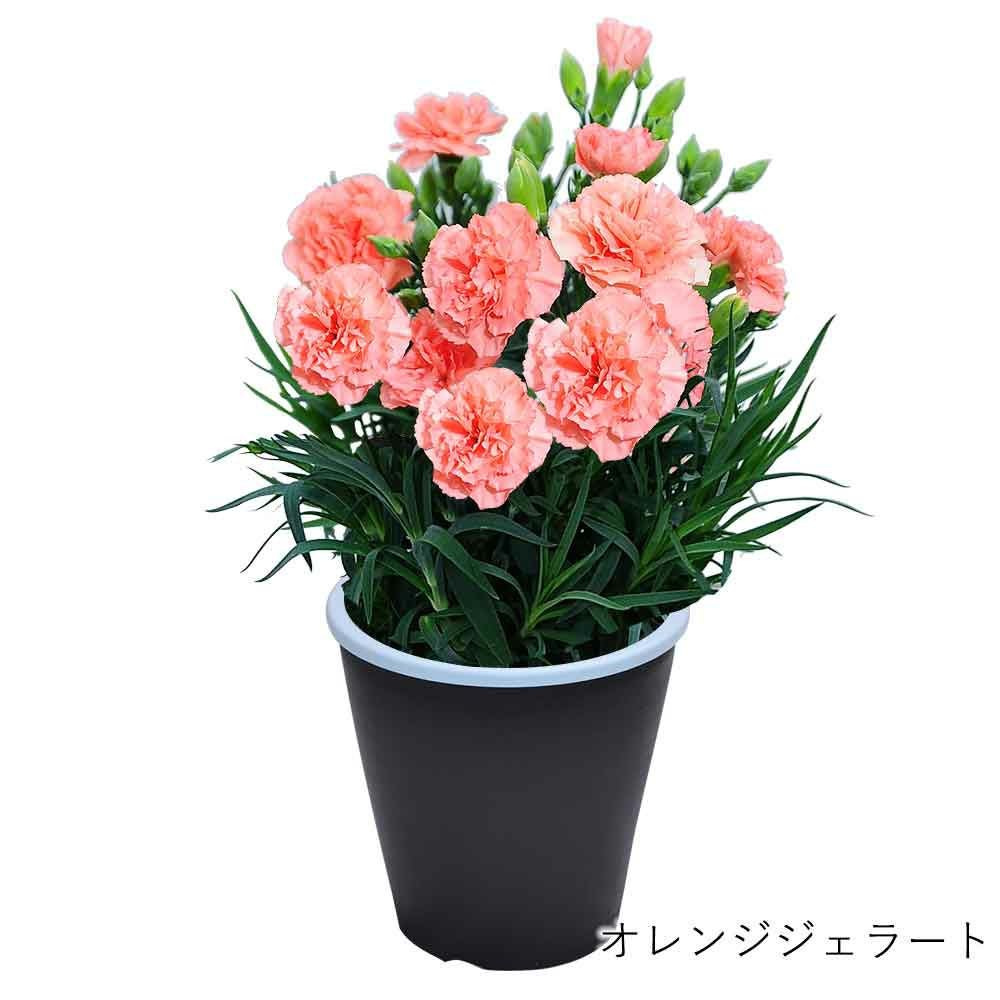 オレンジジェラート